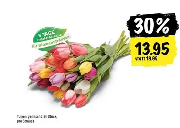 Tulpen gemischt