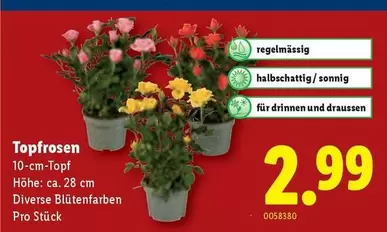 Topfrosen 10-cm-Topf