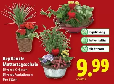 Bepflanzte Muttertagsschale