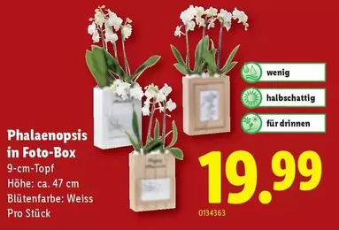Phalaenopsis in Foto-Box