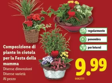 Composizione di piante in ciotola per la Festa della mamma