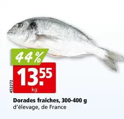Dorades fraîches