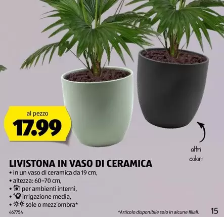 LIVISTONA IN VASO DI CERAMICA