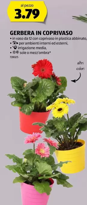 GERBERA IN COPRIVASO
