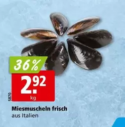 Miesmuscheln frisch