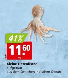 Kleine Tintenfische