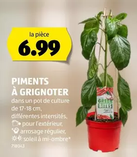 PIMENTS À GRIGNOTER