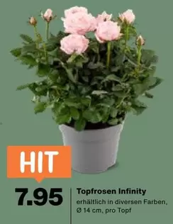 Topfrosen Infinity