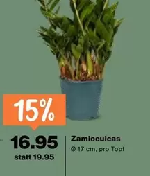 Zamioculcas