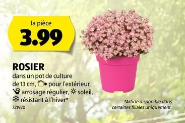 ROSIER dans un pot de culture de 13 cm