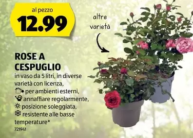 ROSE A CESPUGLIO