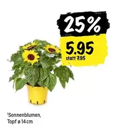 Sonnenblumen