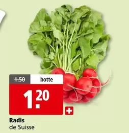 Radis