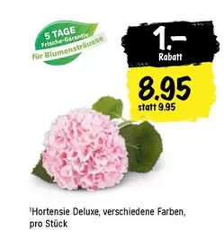 Hortensie Deluxe
