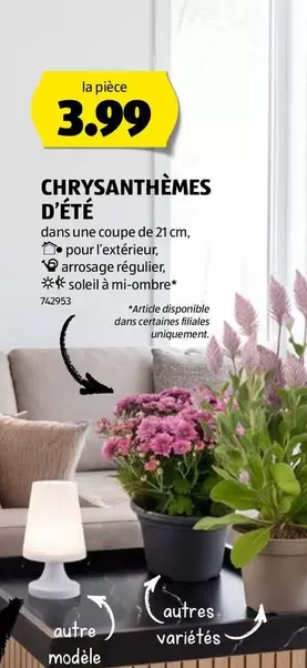 CHRYSANTHÈMES D'ÉTÉ