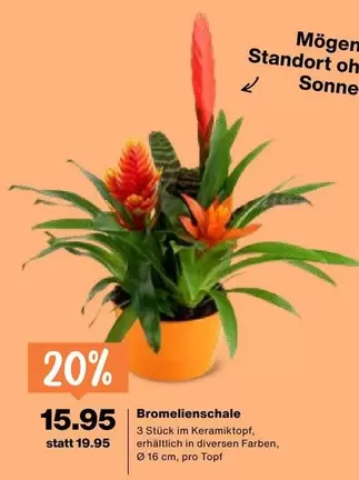 Bromelienschale