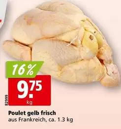 Poulet gelb frisch