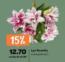Lys Roselily