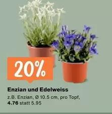 Enzian und Edelweiss