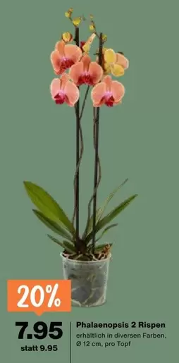 Phalaenopsis 2 Rispen