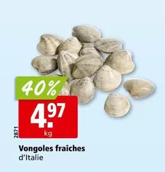 Vongoles fraîches