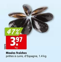 Moules fraîches
