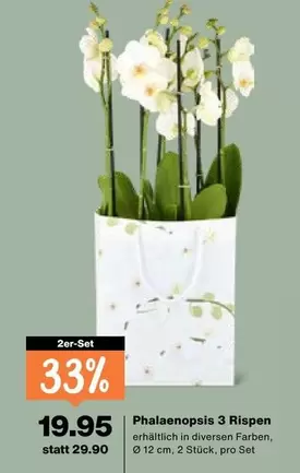Phalaenopsis 3 Rispen