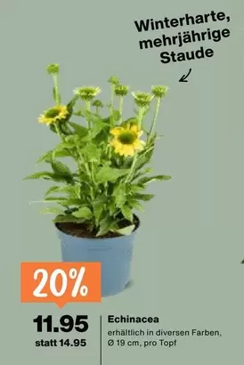 Echinacea