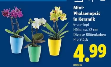 Mini-Phalaenopsis in Keramik