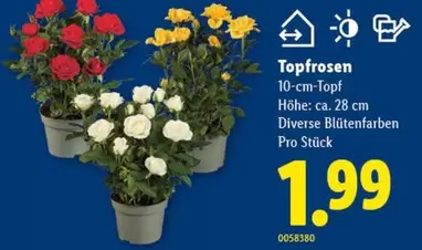 Topfrosen