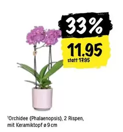 Orchidee
