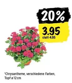 Chrysantheme