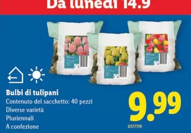 Bulbi di tulipani