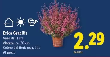 Erica Gracilis