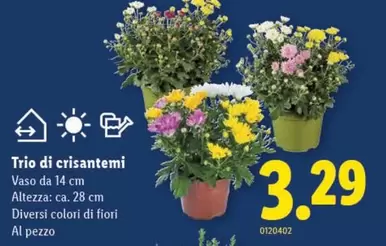 Trio di crisantemi