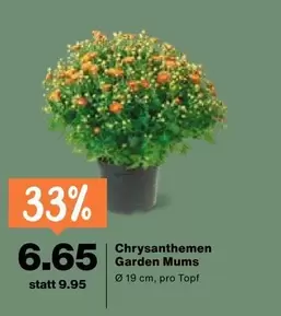 Garden Mums