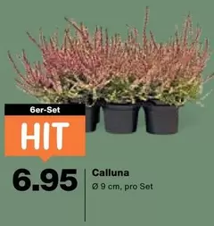 Calluna