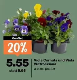 Viola Cornuta und Viola Wittrockiana