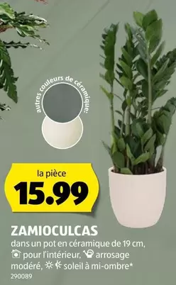 ZAMIOCULCAS