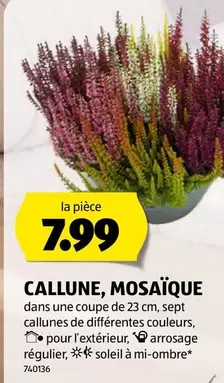 CALLUNE, MOSAÏQUE
