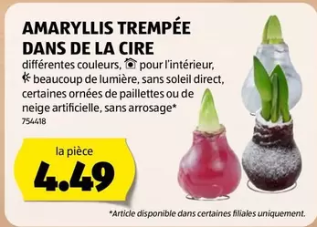 AMARYLLIS TREMPÉE DANS DE LA CIRE 754418