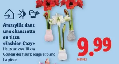Amaryllis dans une chaussette «Fashion Cozy»