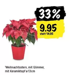 Weihnachtsstern