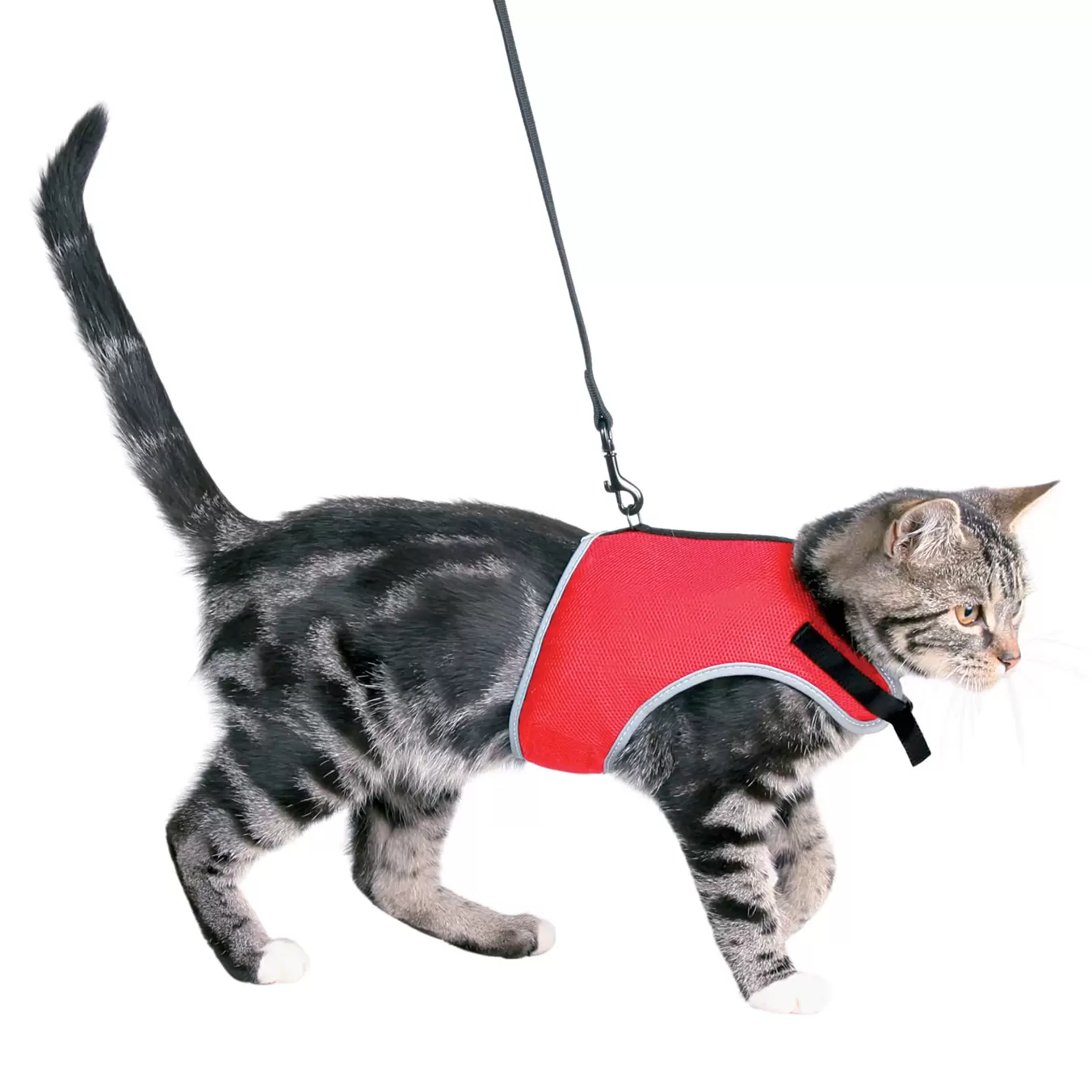 Softgeschirr mit Leine für Katzen assortiert