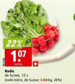 Radis de Suisse, 12 x (radis bière, de Suisse)