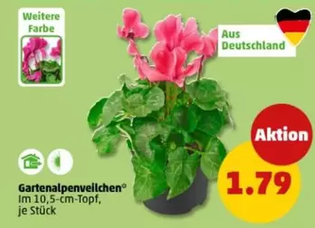 Gartenalpenveilchen