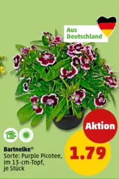 Bartnelke