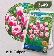 Tulpen