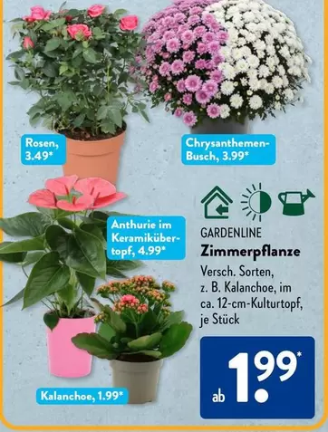 Zimmerpflanze