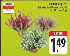 Calluna vulgaris